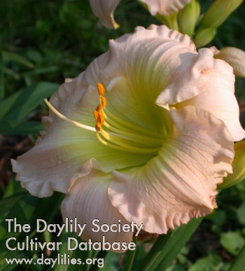 Daylily Pastel Classic